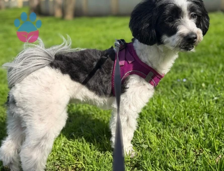 Maltipoo 2 Yaşında Eş Arıyor - Görsel 3