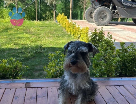 Miço Kendine uygun bir eş arıyor - Görsel 3