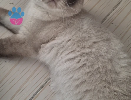 Scottish Fold Lord 1 Yaşında Eş Arıyor - 118984975