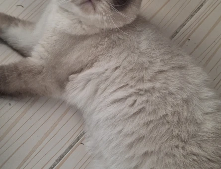 Scottish Fold Lord 1 Yaşında Eş Arıyor - 118984975