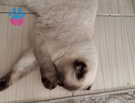 Scottish Fold Lord 1 Yaşında Eş Arıyor - Görsel 3