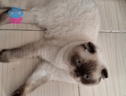 Scottish Fold Lord 1 Yaşında Eş Arıyor - Görsel 4