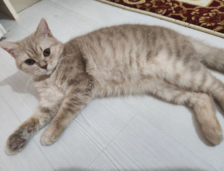 British Shorthair 1 yaşında eş arıyor - 118971857