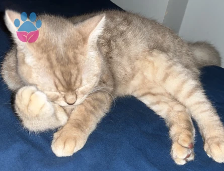 British Shorthair 1 yaşında eş arıyor