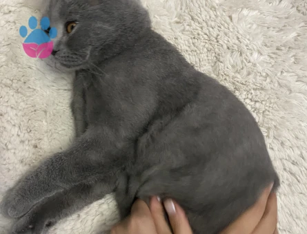 British Shorthair Kedime Eş Arıyorum