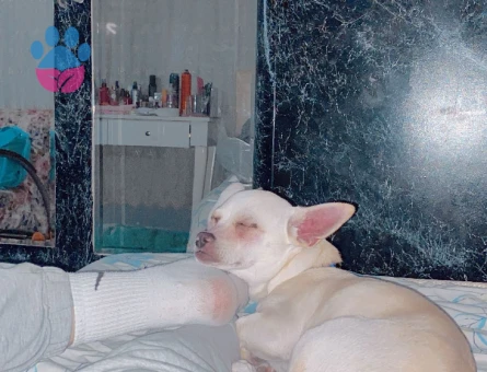 Köpeğime eş arıyorum