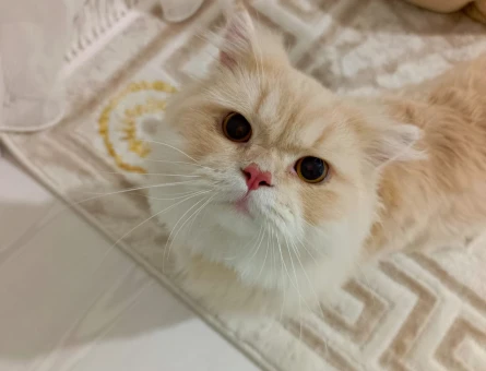 Chinchilla 1 Yaşında Erkek Kızgınlıkta - 118971878