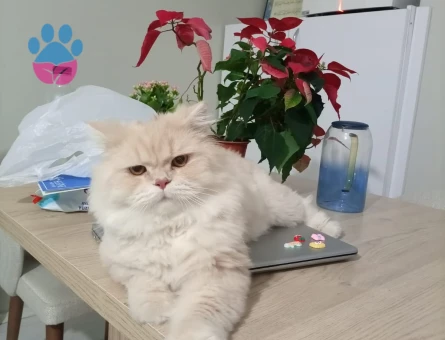 Chinchilla 1 Yaşında Erkek Kızgınlıkta