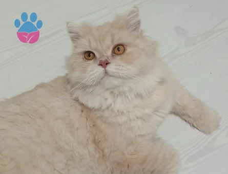 Chinchilla 1 Yaşında Erkek Kızgınlıkta