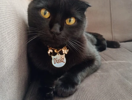 Scottish Fold 2 Yaşında Dişi Kedim Eş Arıyor - 118971882