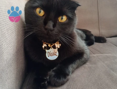 Scottish Fold 2 Yaşında Dişi Kedim Eş Arıyor