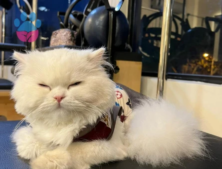 Erkek British longhair kedime eş arıyorum