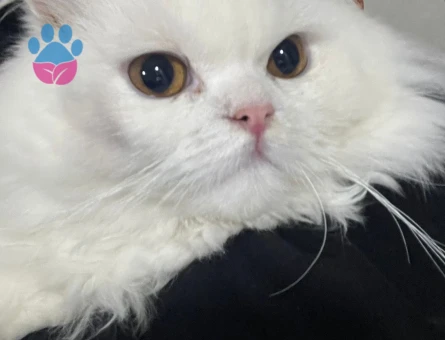 Erkek British longhair kedime eş arıyorum
