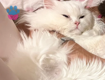 Erkek British longhair kedime eş arıyorum