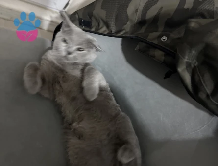 British aralıkta 1 yaşına geliyor