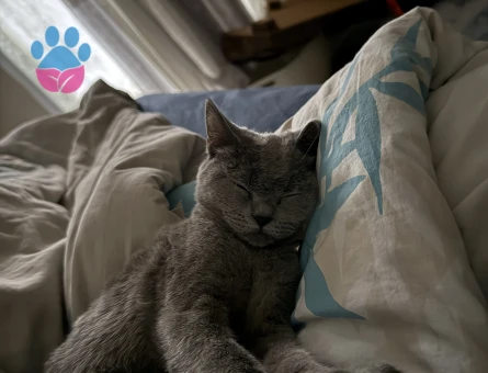 British aralıkta 1 yaşına geliyor