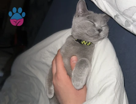 British aralıkta 1 yaşına geliyor