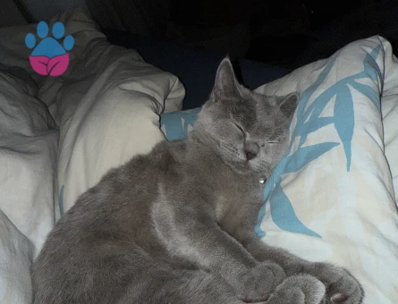 British aralıkta 1 yaşına geliyor