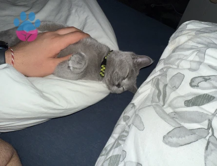 British aralıkta 1 yaşına geliyor