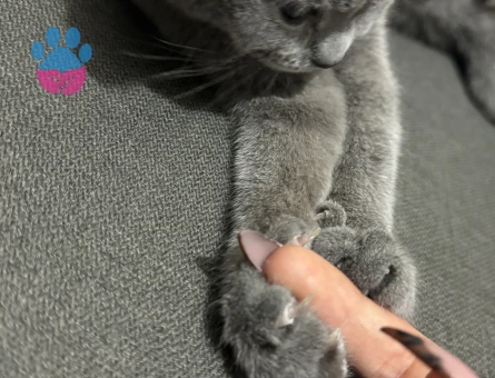 British aralıkta 1 yaşına geliyor