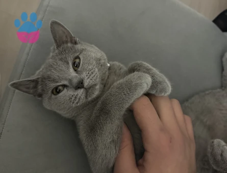 British aralıkta 1 yaşına geliyor