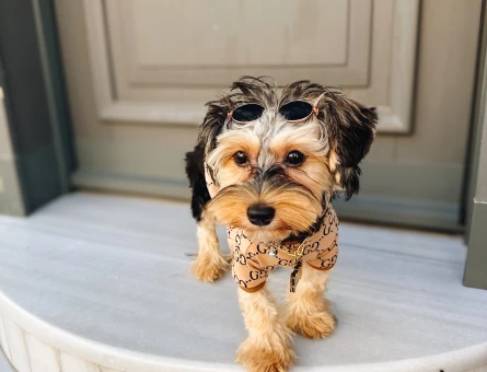 1,5 yaşında yorkshire terrier oğluma eş arıyorum - 118979884