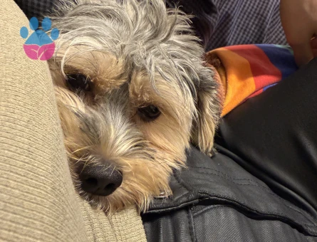 1,5 yaşında yorkshire terrier oğluma eş arıyorum