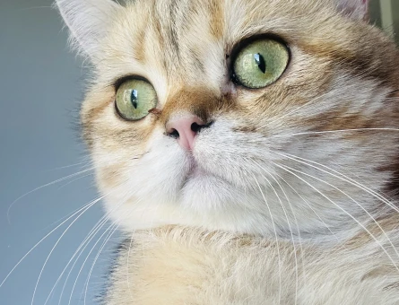 British shorthair erkek kedimize eş arıyoruz. - 118979885