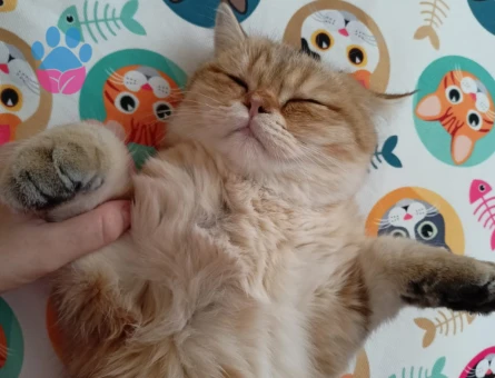 British shorthair erkek kedimize eş arıyoruz.