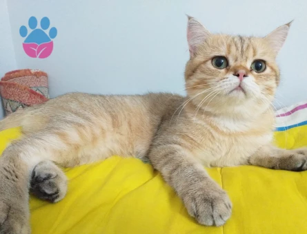 British shorthair erkek kedimize eş arıyoruz.