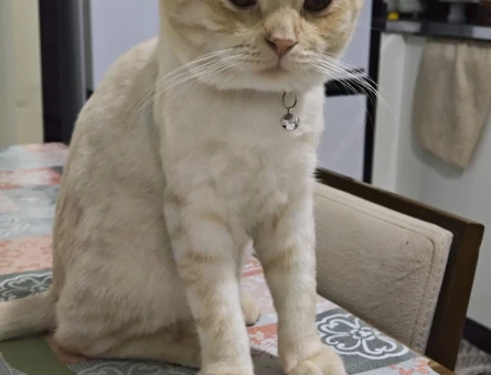 British Shorthair Oğluma eş arıyorum - 118979886