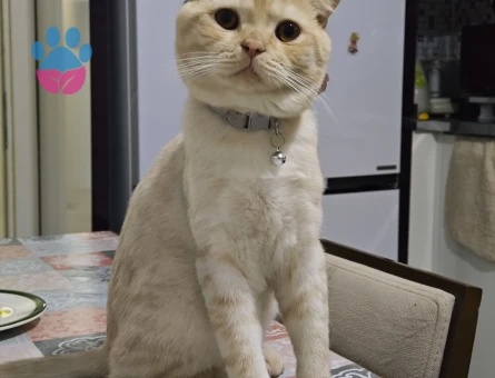 Oğluma eş arıyorum