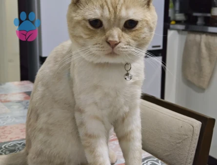 Oğluma eş arıyorum