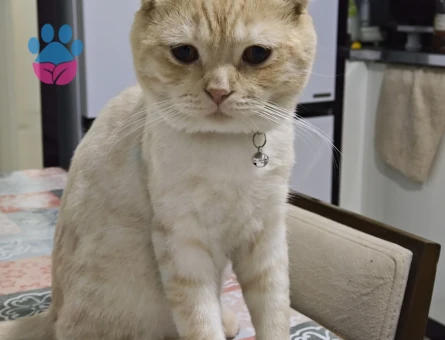 Oğluma eş arıyorum