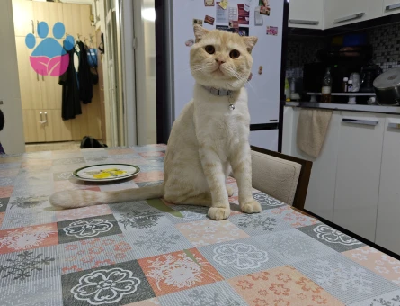 Oğluma eş arıyorum