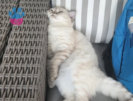 British Shorthair 1 Yaşında Eş Arıyor - 118985192