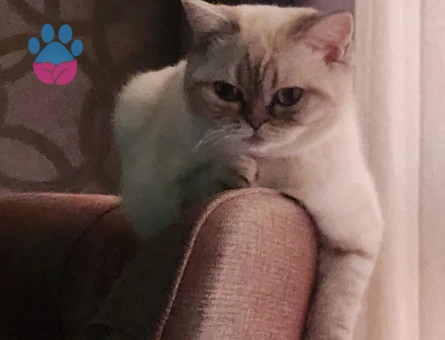 British Shorthair 1 Yaşında Eş Arıyor - Görsel 4