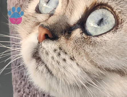 British Shorthair 1 Yaşında Eş Arıyor - Görsel 3