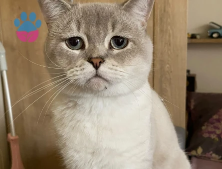 British blue point short hair erkek kediye dişi aranmaktadır - Görsel 3