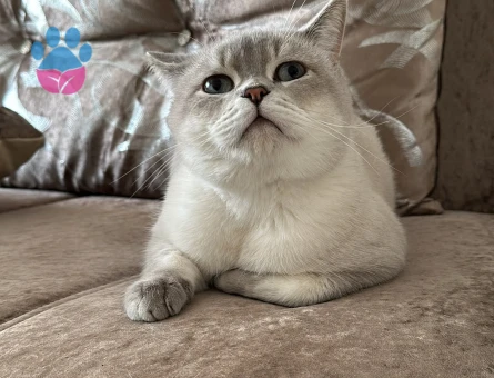 British blue point short hair erkek kediye dişi aranmaktadır - Görsel 2