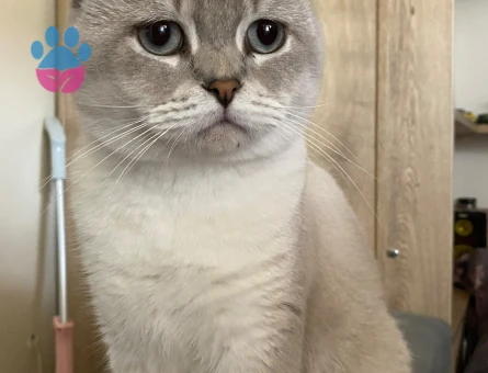 British blue point short hair erkek kediye dişi aranmaktadır - Görsel 4