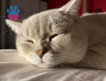 British blue point short hair erkek kediye dişi aranmaktadır - Görsel 5