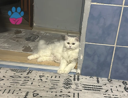 British Longhair Kızımıza eş arıyoruz - 118985196