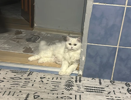 British Longhair Kızımıza eş arıyoruz - 118985196