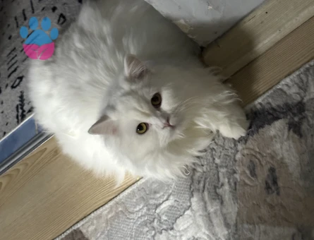 British Longhair Kızımıza eş arıyoruz - Görsel 3