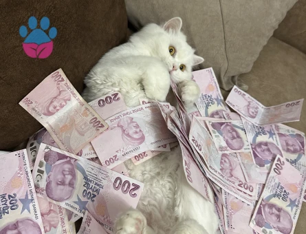 British Longhair Kızımıza eş arıyoruz - Görsel 4