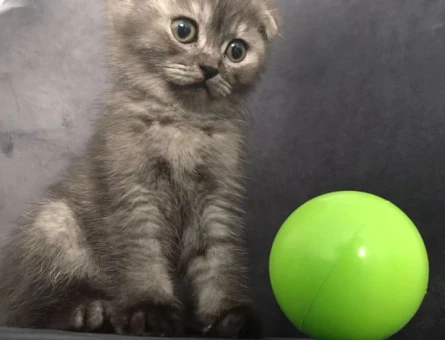 Scottish Fold 1 Yaşında Eş Arıyor - 118972379