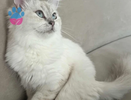 British Longhair Oğlumuza Eş Arıyoruz