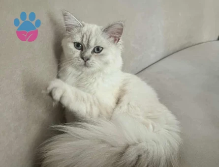 British Longhair Oğlumuza Eş Arıyoruz