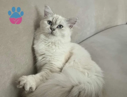 British Longhair Oğlumuza Eş Arıyoruz